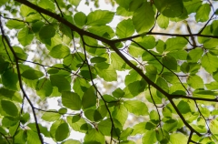 branche-d-arbre.jpg