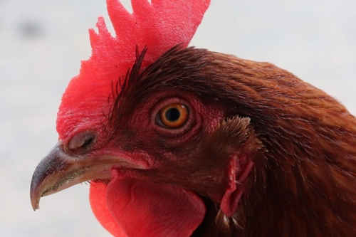 Poule ou coq.jpg