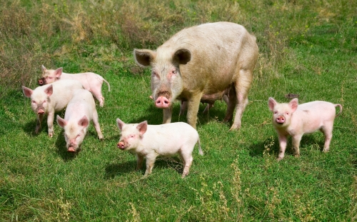 Pigs_in_the_Altai_Mountains._Village_Ortolyk.jpg