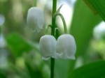 Clochettes_de_muguet.JPG