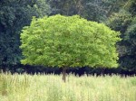 Arbre des bords de Loire.jpg