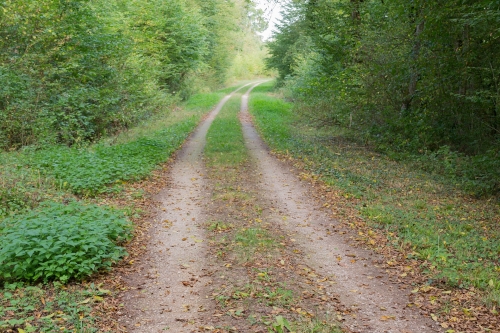 1920px-Forest_track.jpg