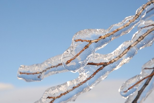 640px-Freezing_Rain_on_Tree_Branch.jpg